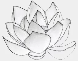 lotusflower2